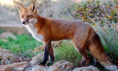 The Canidae Family – Foxes and Basal