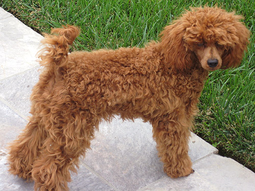 Red Poodle