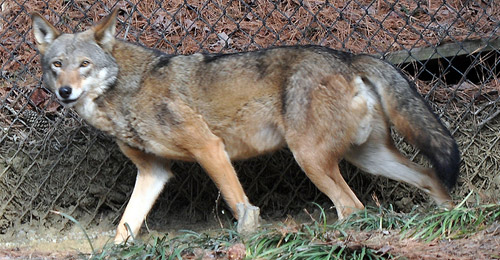 Red Wolf. Red Wolf. Canis lupus rufus. Image from Cell Phone Susie