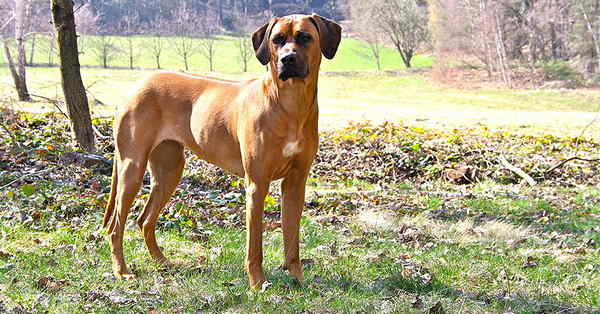 Rhodesian Ridgeback