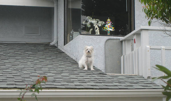 Rooftop Dog