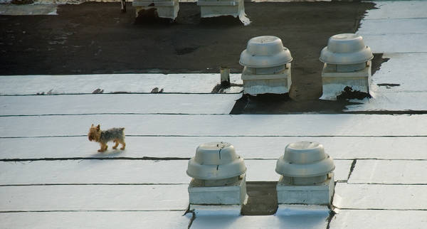 Rooftop Dog