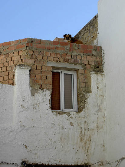 Rooftop Dog