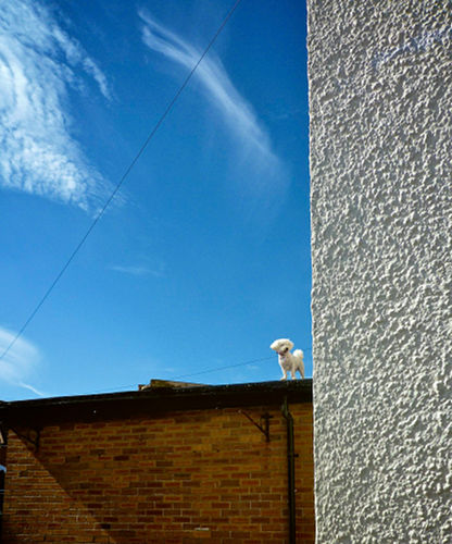 Rooftop Dog