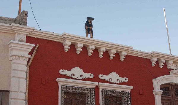 Rooftop Dog