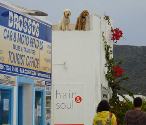 Rooftop Dog