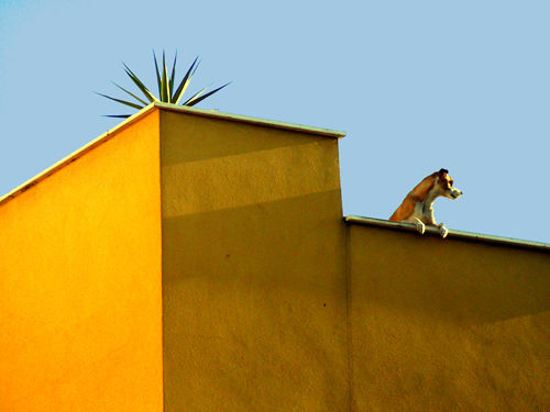 Rooftop Dog