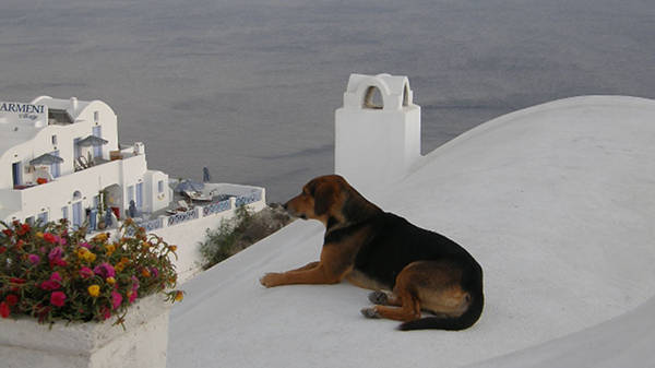 Rooftop Dog