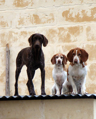 Rooftop Dog