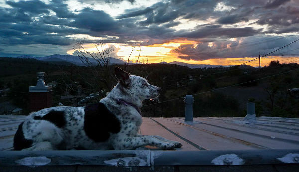 Rooftop Dog