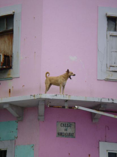 Rooftop Dog