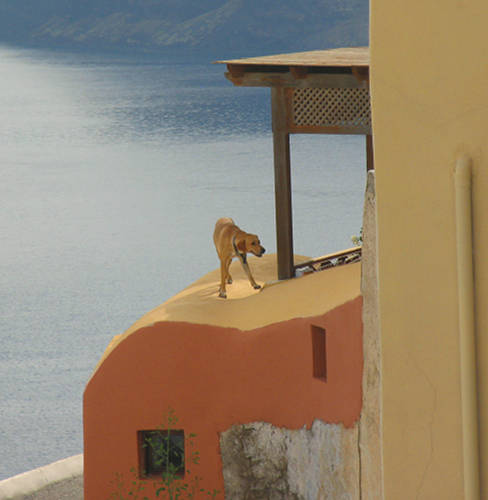 Rooftop Dog