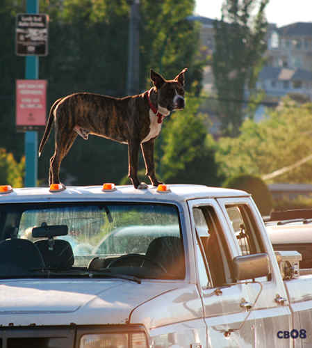 Rooftop Dog