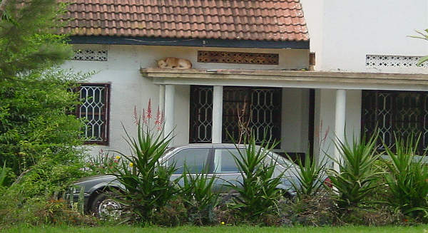 Rooftop Dog