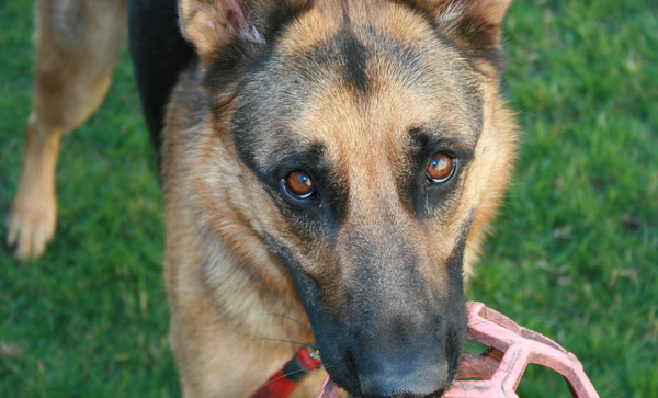 Sable dog