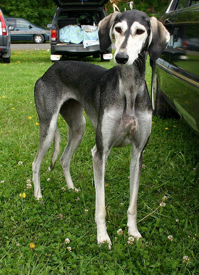 Saluki