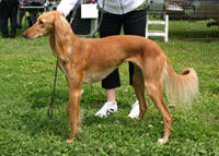 Saluki