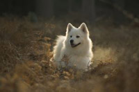 Samoyed Line Drawing