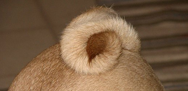 Corkscrew tail dog