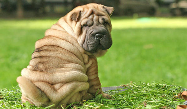 Shar-Pei