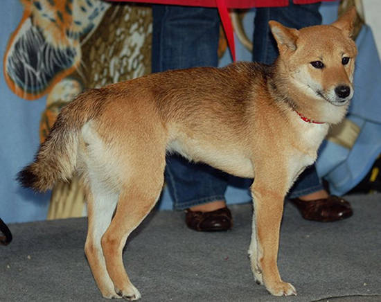 Shiba Inu