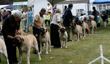 Dog Show