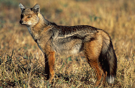 are jackals related to dogs