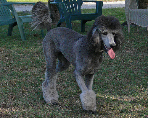 Silver Poodle