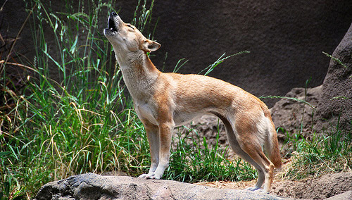 New Guinea Singing Dog