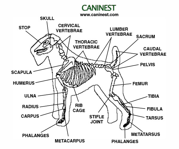 Dog Skeleton Anatomy