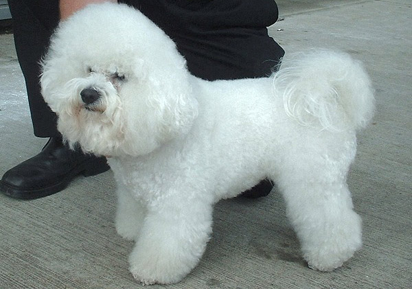 Bichon Frise