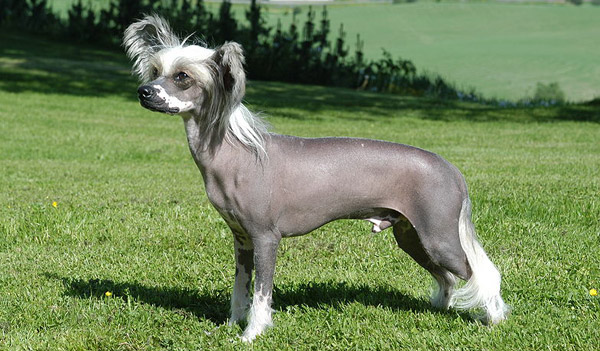 Chinese Crested