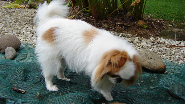 Japanese Chin