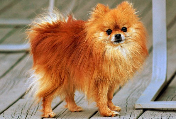 Pomeranian