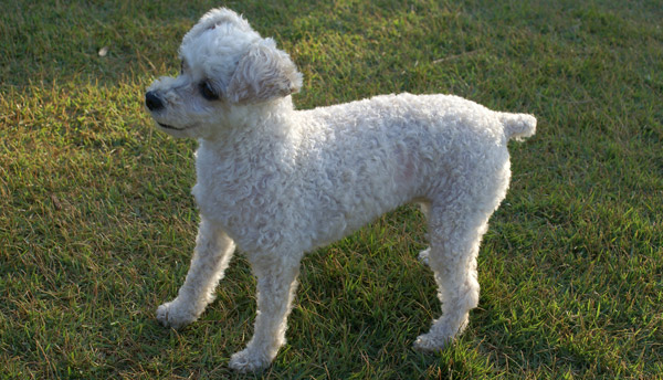 Toy Poodle