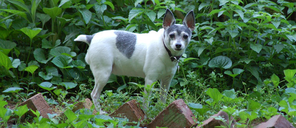 Toy Fox Terrier