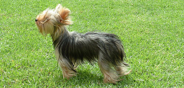 Yorkshire Terrier