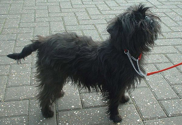 Affenpinscher