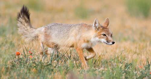 Swift Fox