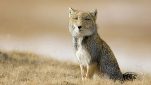 Tibetan Sand Fox