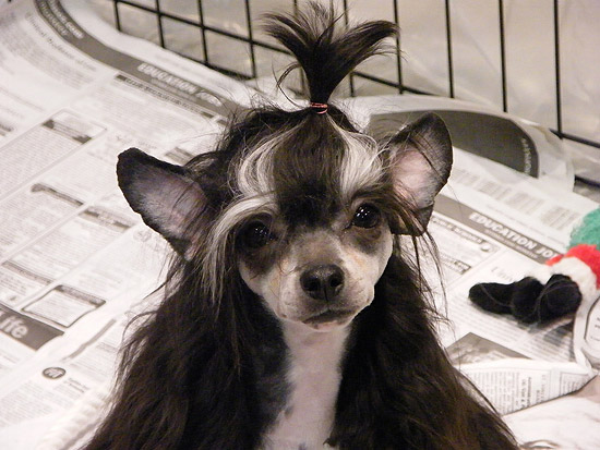 Dog topknot