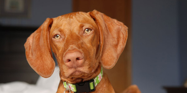 V-shaped ear dog