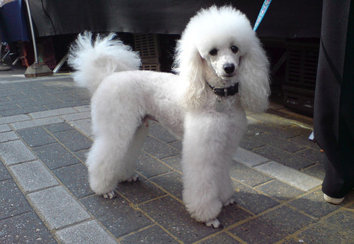 White Poodle