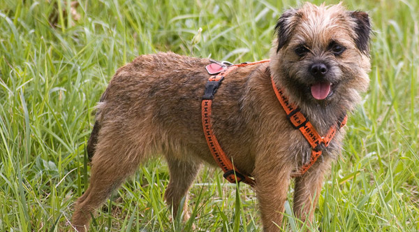 Wire coat dog