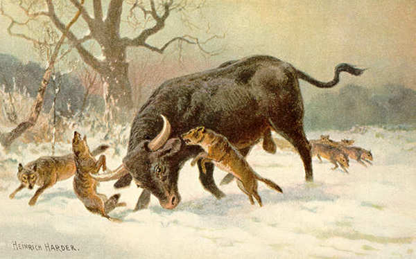 Long Horned European Wild Ox