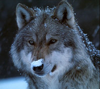 Wolf with snow on its nose