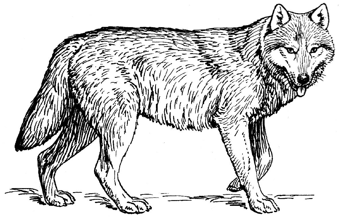 Wolves For Coloring