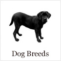 Dog Breeds